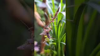 Baby Mantis Feasting on a Cricket! #reptileroom #prayingmantis