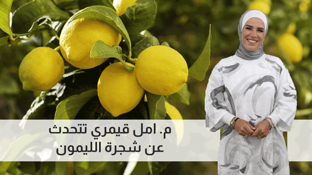 الطريقه الصحيحه لزراعة الليمون مع المهندسه أمل القيمري