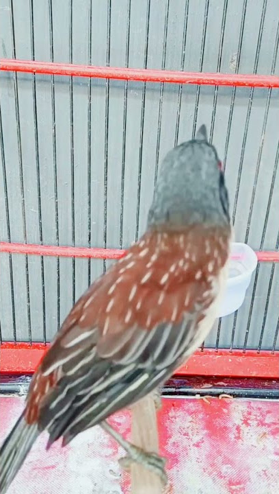 BURUNG CENDET MATAHARI JANTAN GACOR