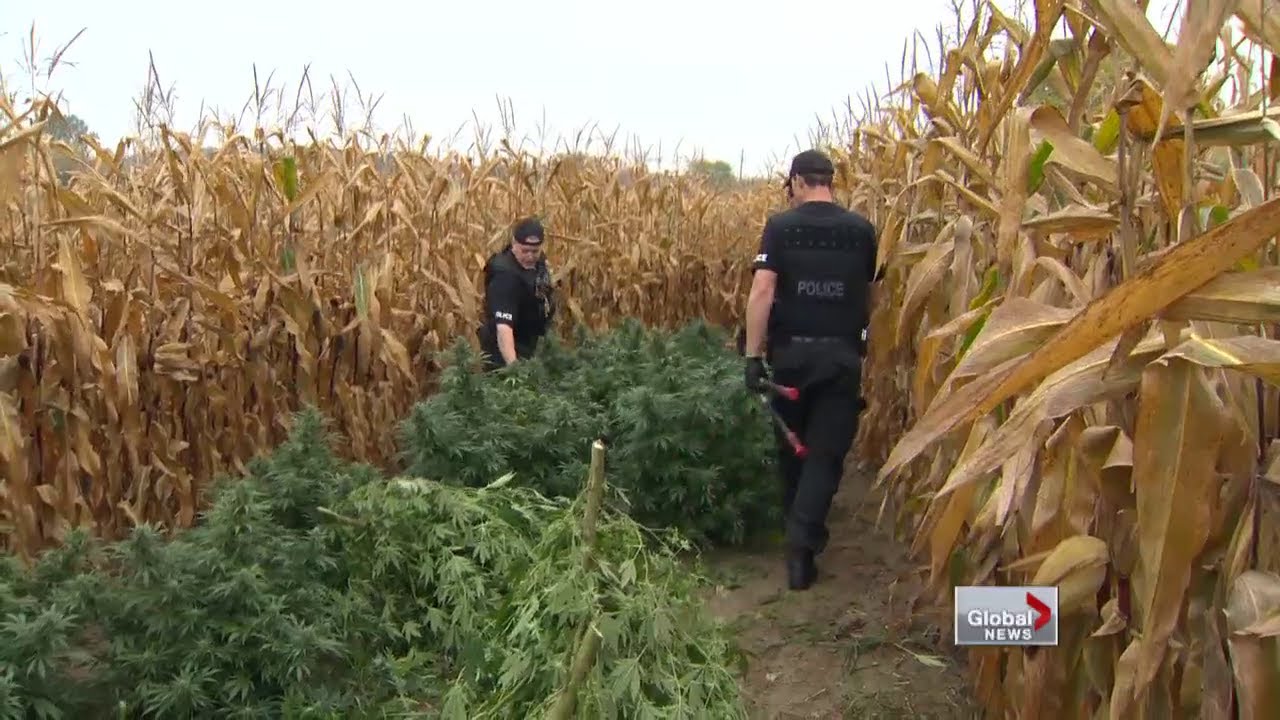 York Region grow ops hacked down