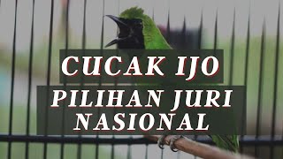 Masteran Burung Cucak Ijo Pilihan Juri Nasional