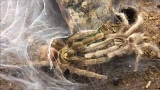 New arrivals unboxing and breeding Neoholothele incei