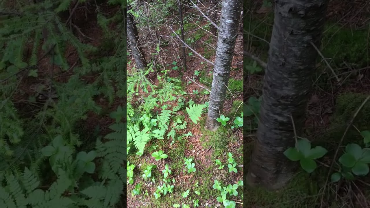 Found a Glitch in the Simulation, Leaf Moving Strangely Without Wind 