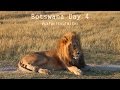 SafariSoulmates Vlog - Day 04 - Hippo Fights and a Monkey with Pigtails in Moremi