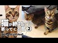 【検証】TikTokで話題の猫が絶対に寄ってくる音を聞かせたら…w w【ベンガルロケット】