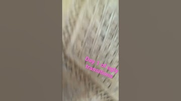 Day 1 of ugly transitions #transition #shorts