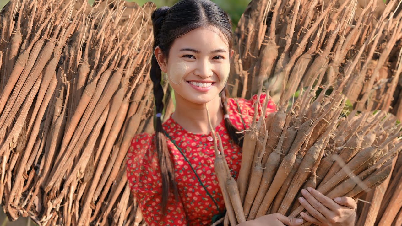 အညာ​ဒေသထွက်​အစားအစာ ခြံထဲသွားတူး စားဖူးကြလားရှင့် အဖုတ်ကြိုက်လား အပြုတ်ကြိုက်လား