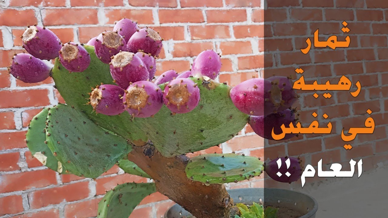كيف تجعل صبار التين الشوكي يثمر بطريقة رهيبة وفى نفس عام الزراعة؟!  🌵🌵