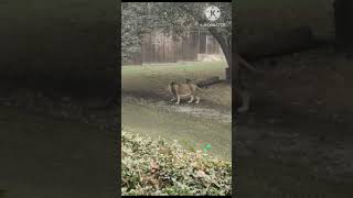 SHER PE SAWAR HO K AAJA SHERA WALIYE  SHER  ZOO  DELHI ZOO  LION  Babita Durgapal vlog