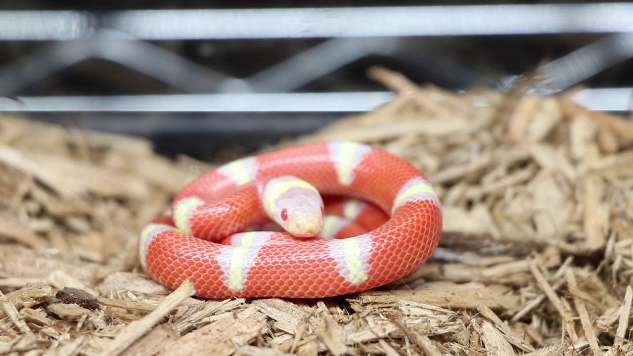 Reptile Store Tour! AE Herps and Exotics! - YouTube