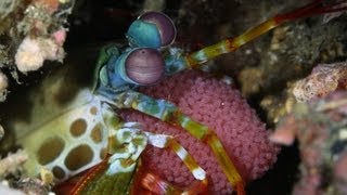 Mantis Shrimp with Eggs and Eye Close-up