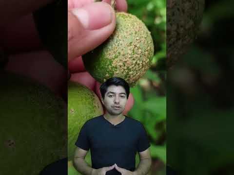 Video: Síntomas de la podredumbre letal del tronco - Consejos para tratar la podredumbre letal del tronco en los cocos