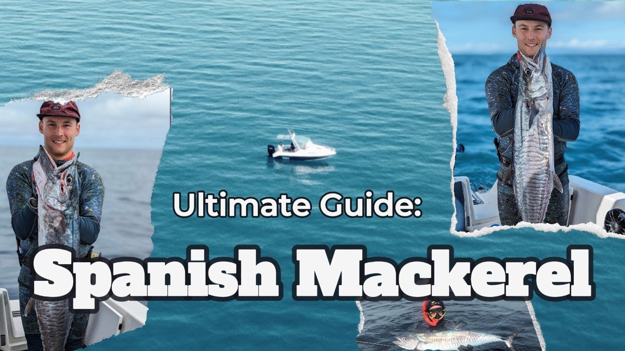 Ultimate Guide to Spearfishing Spanish Mackerel (Tips & Techniques)