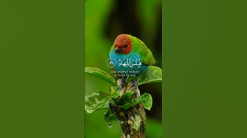سورة ص من آية ٥٥ الى ٥٧