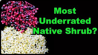 Elderberry Facts That Will Surprise You!