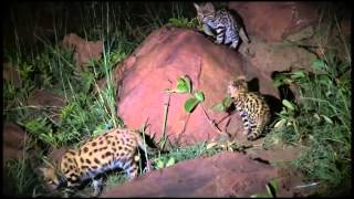 Wildlife WonderBlack Footed Cats