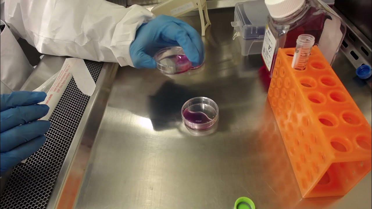 Plate Coating with Matrigel® YouTube