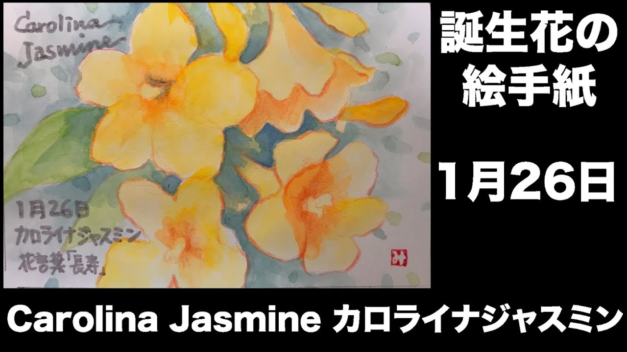 誕生花の絵手紙 1月26日 Carolina Jasmine カロライナジャスミン Youtube