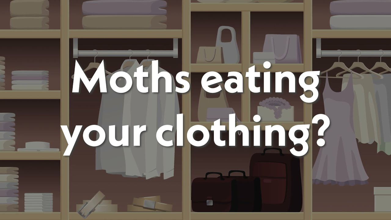 Clothes Moths — GreenWay