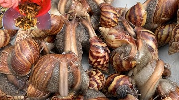 Ốc Sên (Ốc Ma) Xào Lăn Ăn Như Bào Ngư | Cooking Snail Recipe Delicious