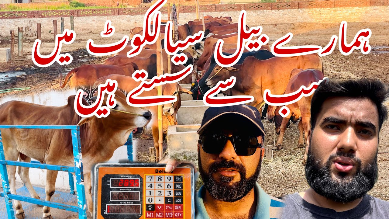 Cheapest Bulls/Cows in Sialkot|Cow Qurbani 2023|Bakra Eid 2k23|Cow Mandi Sialkot