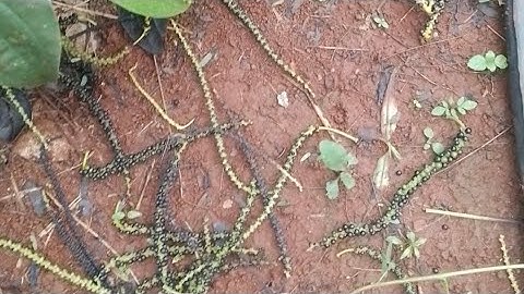 cách trị bệnh rụng bông tiêu do mưa nhiều