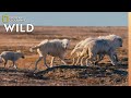 Arctic Wolf Pups on First Family Outing | Nat Geo Wild