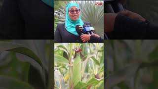 MIKOPO YA BIL.13 YATOLEWA NA MFUKO WA UDHAMINI WA PEMBEJEO KILIMO 2025/2026