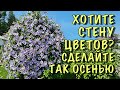 Сделайте ТАК с КЛЕМАТИСАМИ ОСЕНЬЮ, если ХОТИТЕ СТЕНУ из ЦВЕТОВ. Обрезка, подкормка, укрытие