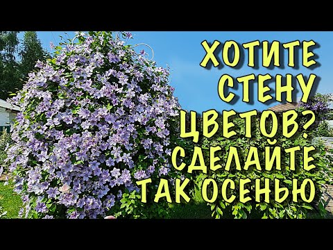 Vídeo: Sulfat De Coure En Horticultura: Instruccions D'ús A La Tardor I Primavera Per Al Tractament D'arbres Al Jardí, Proporcions Per Polvoritzar