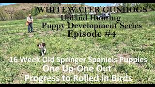 Upland Puppy Development Episode #4 Pattern Development: One Up-One Out, Progress to Rolled in Birds