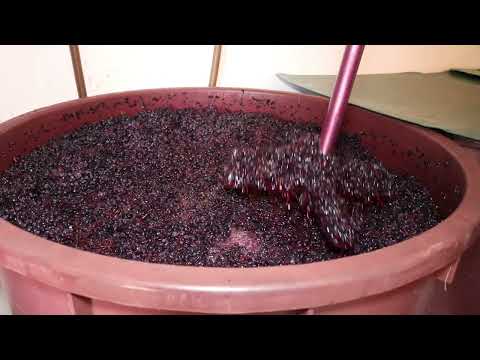 Video: 7 Vinogradi za uživanje u najboljem vinu u Indiji
