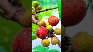 Satisfying Red Wild Fig Cracking ASMR #Shorts #asmr #nature