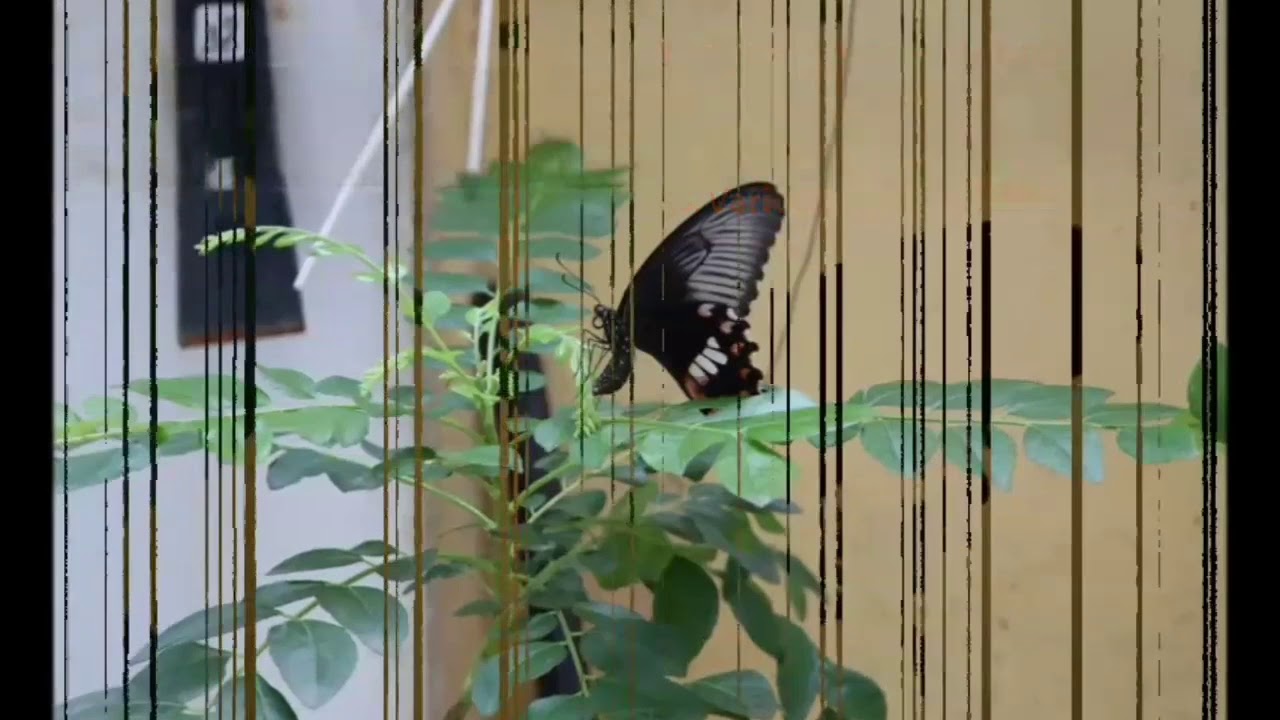 Life Cycle Of Common Mormon Butterfly.