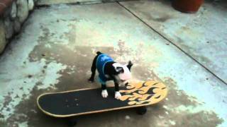 Boston Terrier Skateboarding