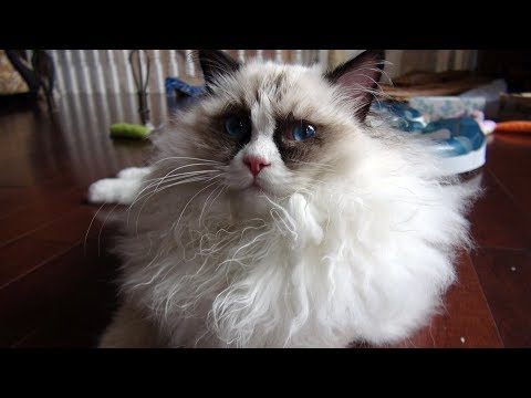 Introducing Ragdoll Kitten Casey To 7 Ragdolls Youtube