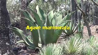 AGAVE GALLERY:  Agave marmorata  An Agave Giant