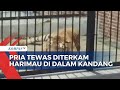 Hendak Memberi Makan Harimau, Pria di Samarinda Tewas Diterkam