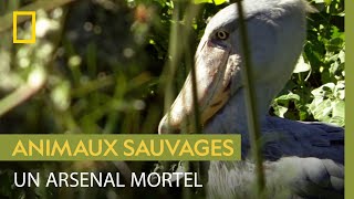 Le bec-en-sabot du Nil, un oiseau équipé pour tuer