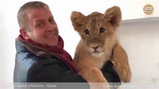 Львенок Зара и Олег Зубков. Тайган. Крым. Lion cub Zara and Oleg Zubkov. Taigan Crimea.