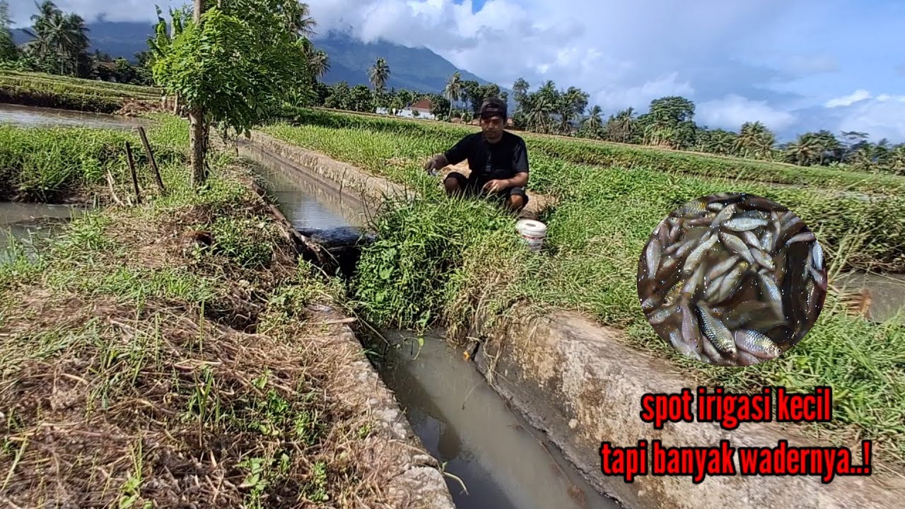 Microfhising 🎣🎣 irigasi kecil tapi banyak ikanya. Mancing jadi betah...!!