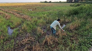 Trở Lại Điểm Trúng Chuột Đặt Bẫy Theo Đường Mòn Và Cái Kết #vợchồngmiềntâytv