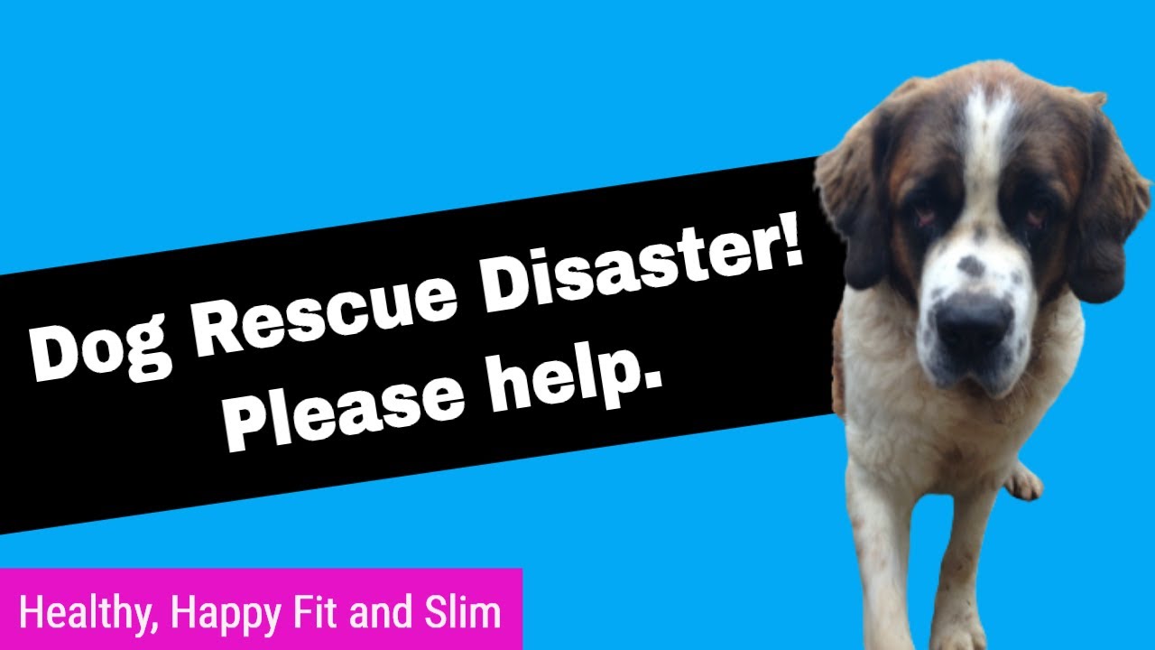 International Dog Rescue Disaster -  Please Sign the Petition