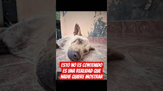 No es fácil verlo, pero es real. Juntos podemos cambiar vidas. Suscribite y difundí 🐾