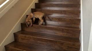 Bloodhound Puppy tries stairs for the first time