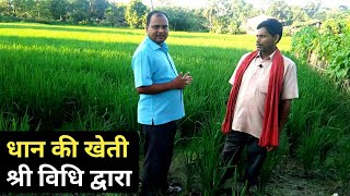 धान की खेती श्री विधि द्वारा कैसे करते हैं।dhaan ki kheti shri vidhi se kaise karen | Paddy farming