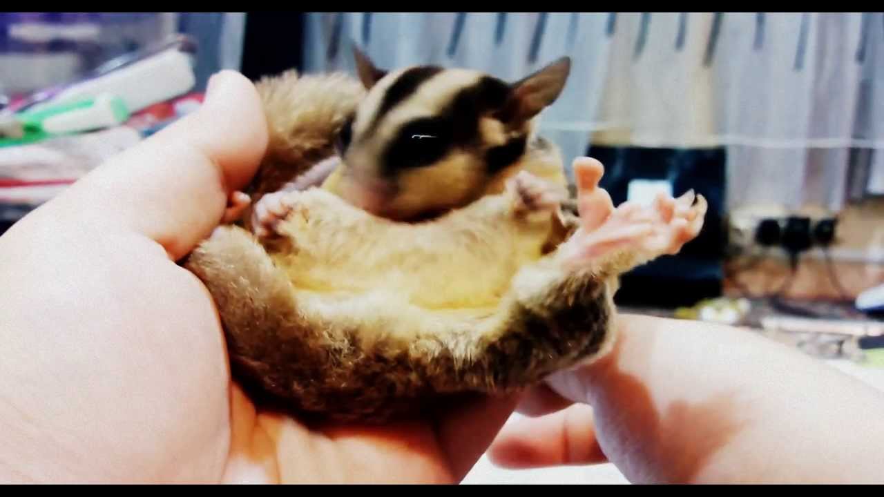 [HD] Clipping Sugar Glider Nails (For tame ones) YouTube