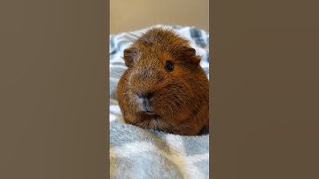 Thumbnail of CAPYBARA