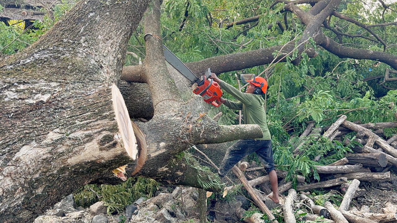 Felling a Dangerous Tall Tree‼️Shocking Hollow Roots Found!