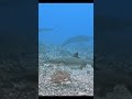 scuba diving with all kind of rays